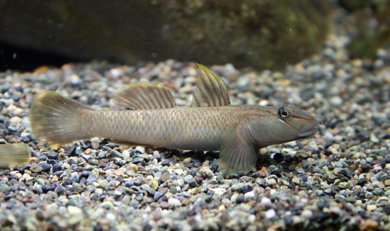 Adult male from the UK aquarium trade.