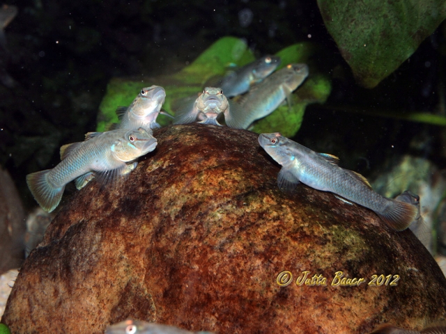 Captive-bred young at 82 days of age.