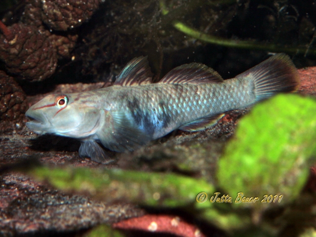 Like others in the genus this species can rapidly change its colour pattern depending on mood.