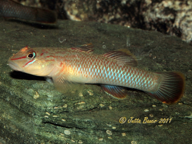 Adult female specimen.
