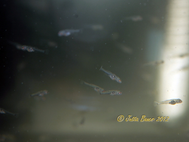 Free-swimming fry at 2 days of age.
