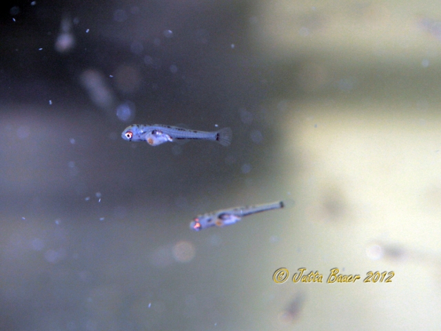 Free-swimming fry at 2-3 days of age.