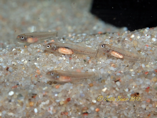 Young fish at 15 days of age.