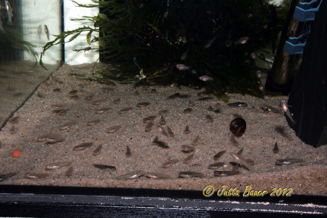 Young fish at 28 days of age.