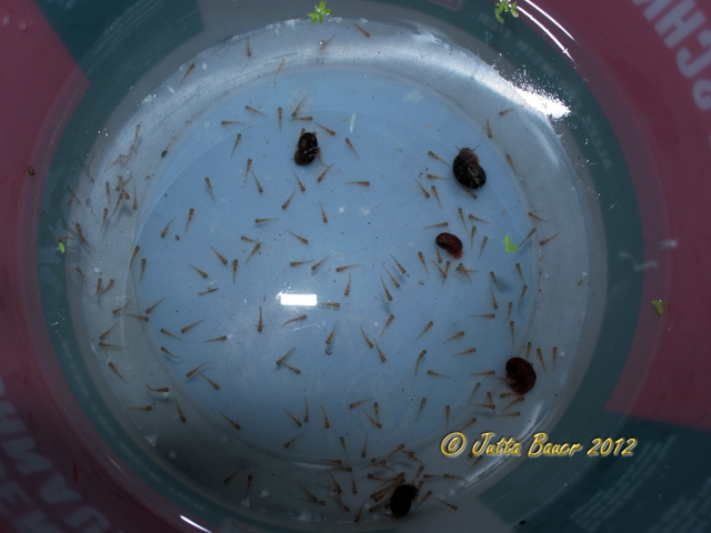This species is relatively fecund and may lay over 100 eggs in a single batch.