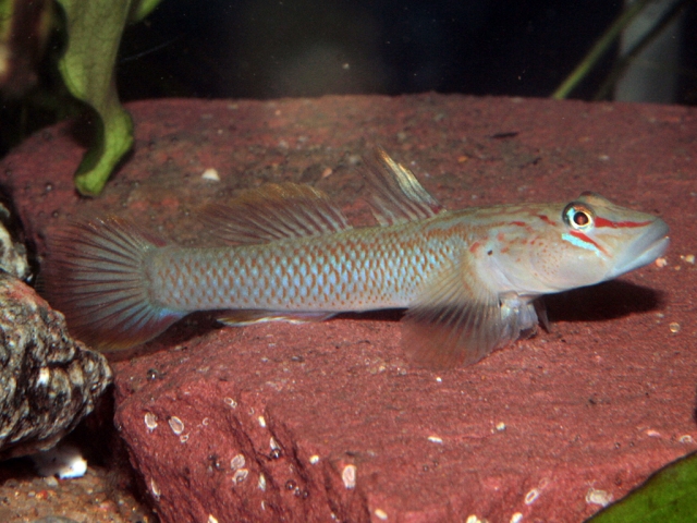 Some males have spot-like markings on the cheeks...