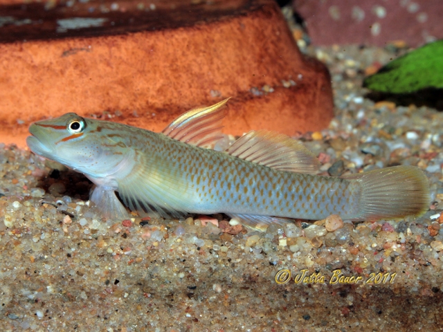 Adult male with partially-spotted cheek.