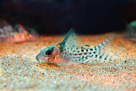 This subadult has three entirely black dorsal-fin rays as per Steindachner's description.