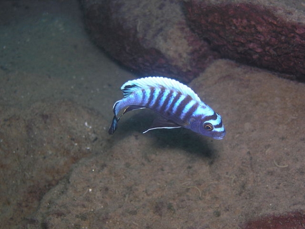 Lake Malawi is home to an enormous diversity of cichlid species, with more than half probably still undesrcibed to science