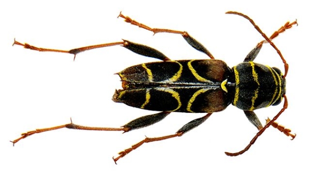 Apart from Malawi cichlids, Michael's other great passion is beetles, such as this Neoclytus scutellaris