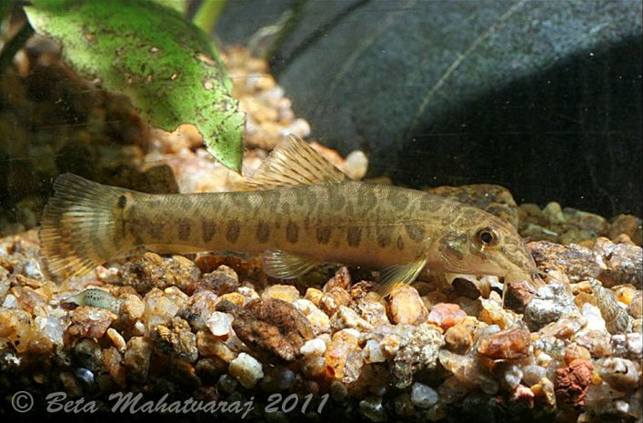 This species is poorly-known in the aquarium hobby.