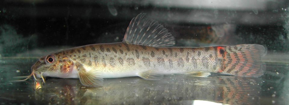Male specimen collected in Coorg (aka Kodagu) district, Karnataka state, southern India.
