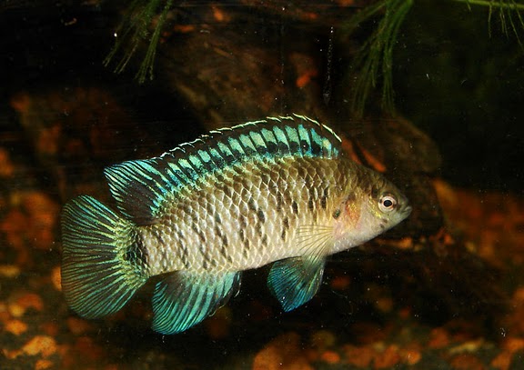 Badis badis is able to tolerate, and even breed, at surprisingly low termperatures