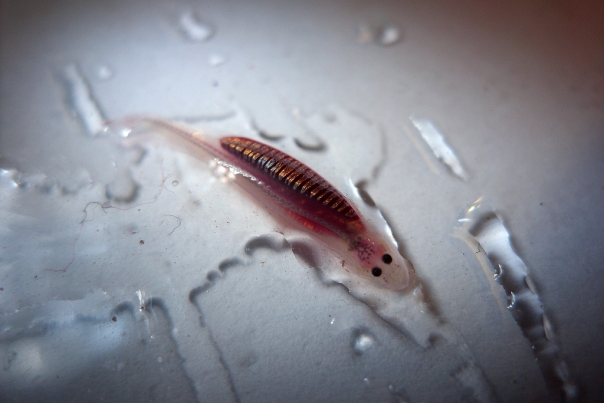 Vandellia species from the rio Tocantins, Brazil engorged with blood from a recent host