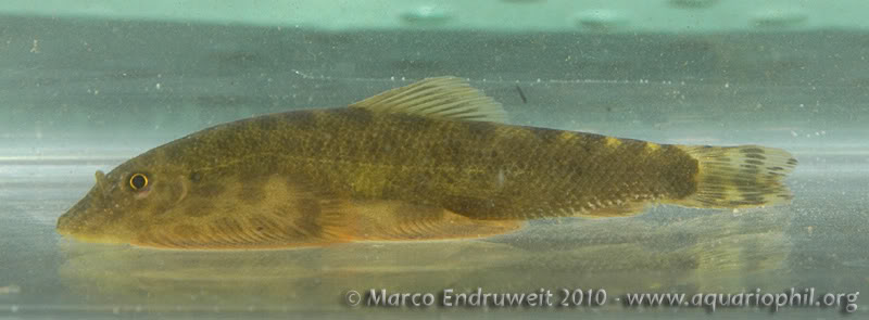 This species is poorly-known in the aquarium hobby.