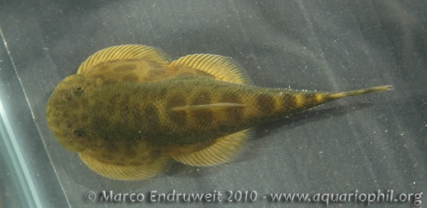Dorsal view.