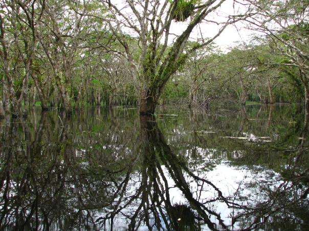 Flooded várzea habitat in the rio Curipi, Amazon basin, Brazil