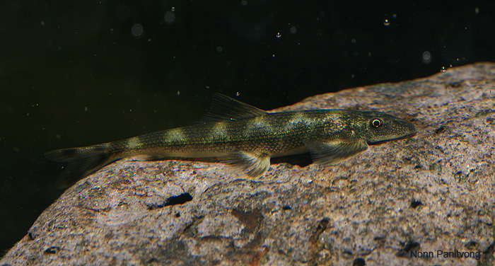 Specimen from southern Thailand.