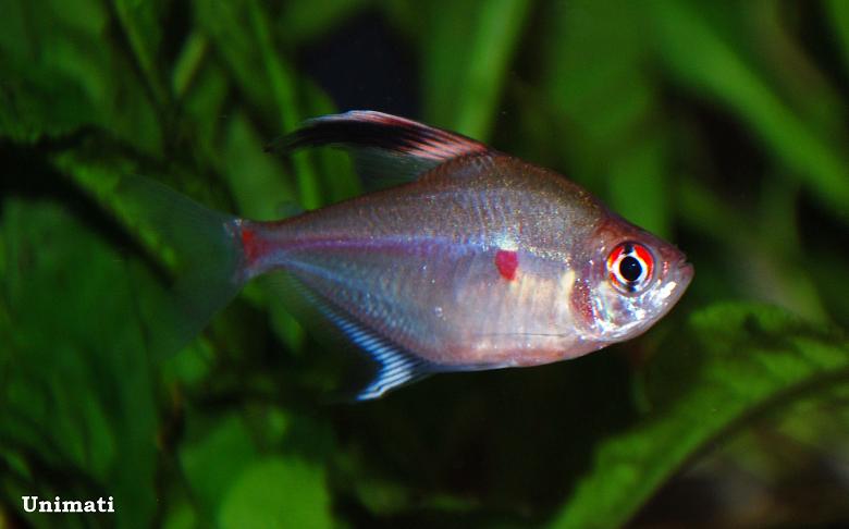 Adult male specimen.