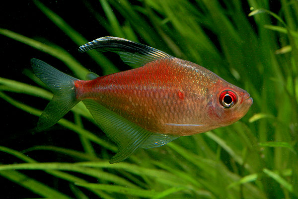 Another male.