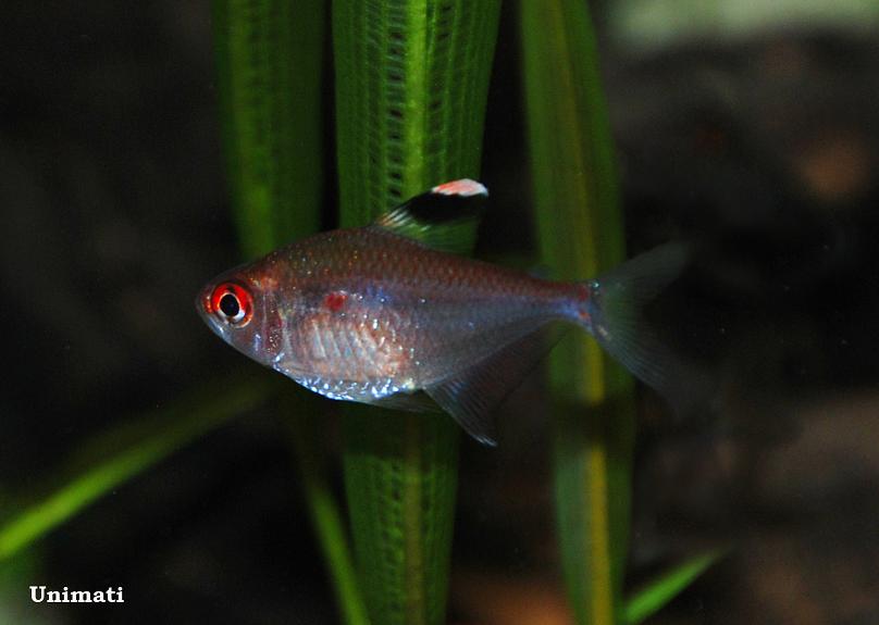 Adult female.