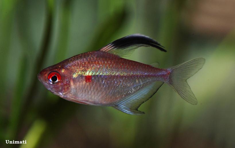 Adult male.