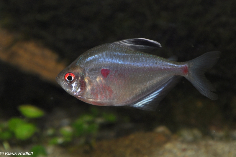 Adult male specimen.