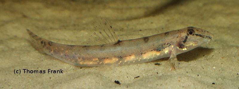 This species must be provided with a soft, ideally sandy, substrate to allow it to display natural behaviour.