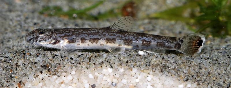 Specimen from the Swiss aquarium trade.