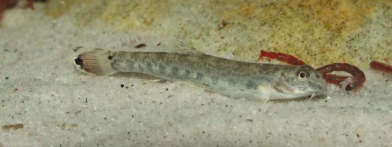 This species is often traded at a small size (note the bloodworm).
