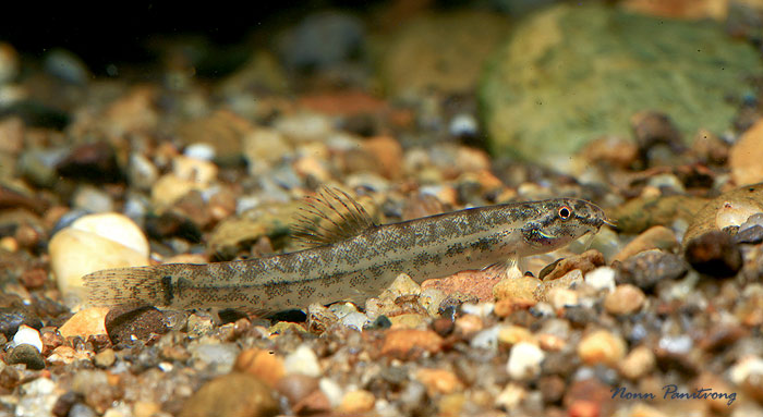 Specimen from western Thailand.