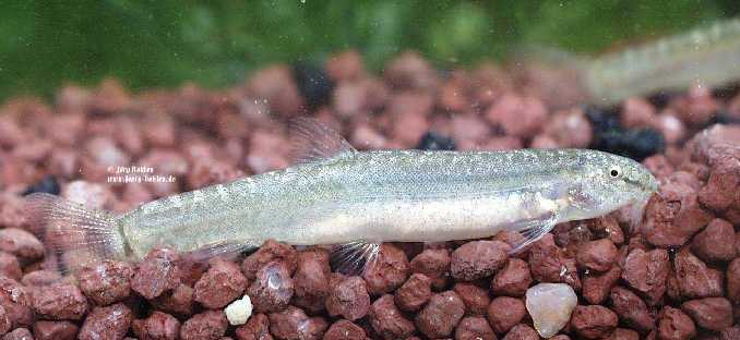 This species is poorly-known in the aquarium hobby.