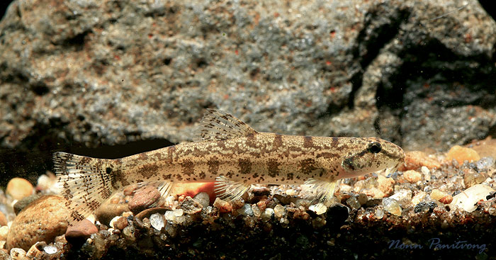 Specimen from the Salween river basin, western Thailand.