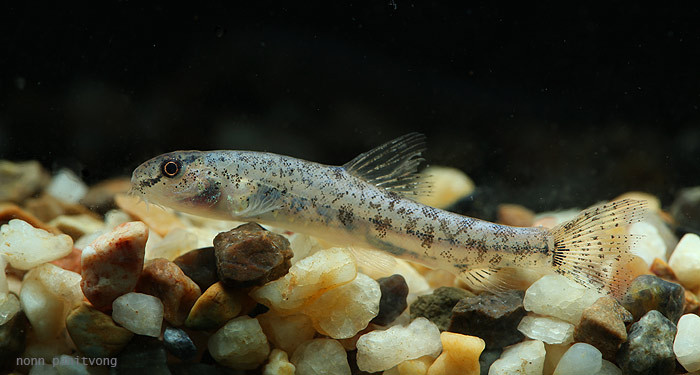 Specimen from eastern Thailand.