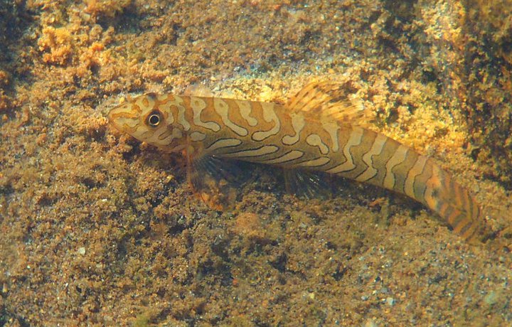 Specimen in its natural habitat in Tamil Nadu state, southern India.