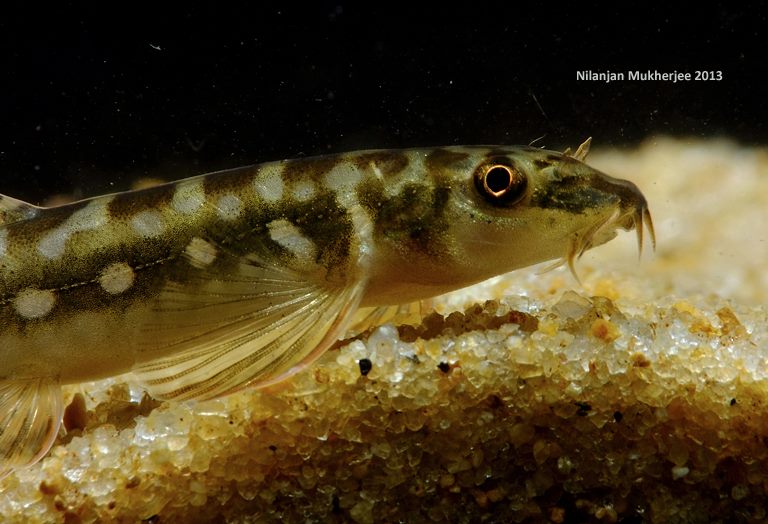 Detail of head and anterior portion of body.