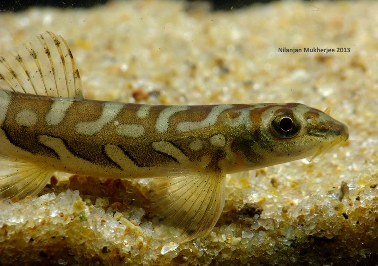 Detail of head and anterior portion of body.