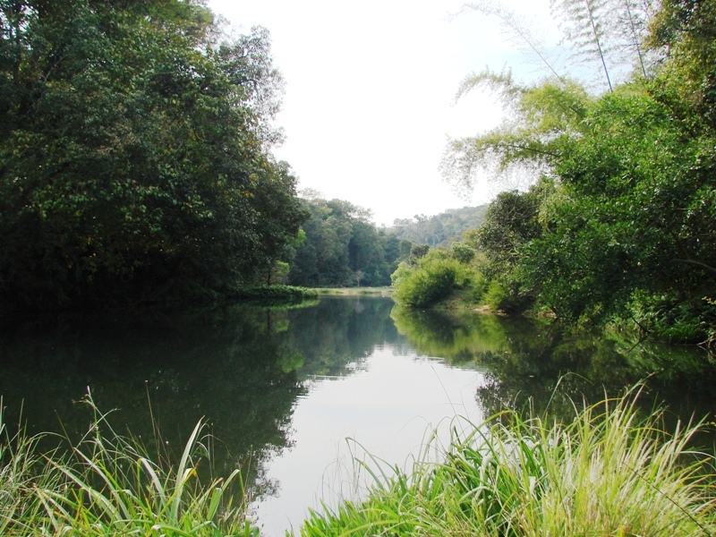 Habitat of the species in southwestern India.