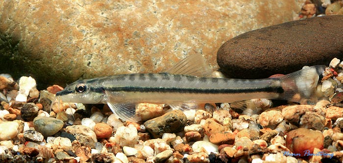 Specimen from northern Thailand.