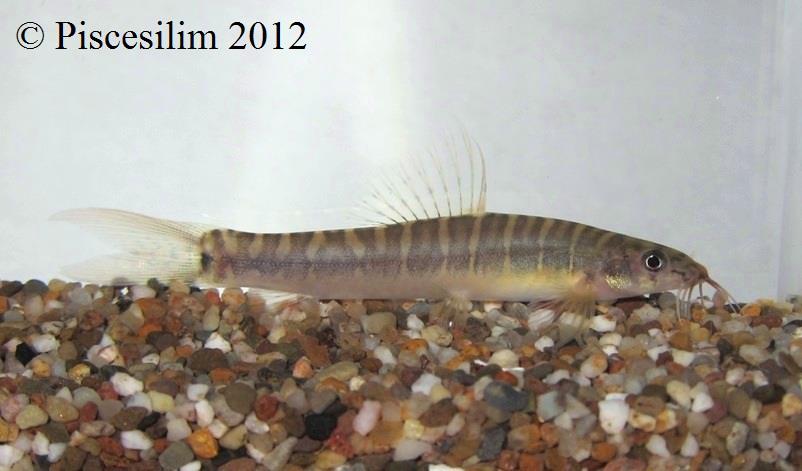 Specimen from Terengganu state, northeastern Peninsular Malaysia.