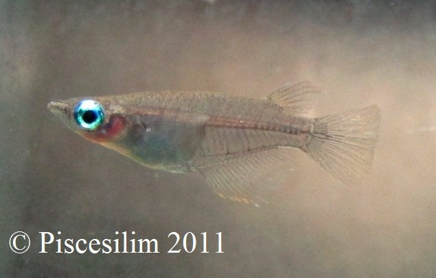 Specimen from Penang state, Peninsular Malaysia.