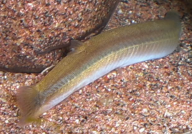 Detail of caudal fin and posterior portion of body.