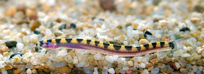Specimen from Thailand.