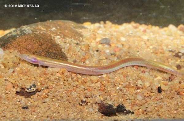 Pinkish-coloured specimen from the upper Sungai (river) Sarawak, Sarawak state, Malaysia (Borneo).