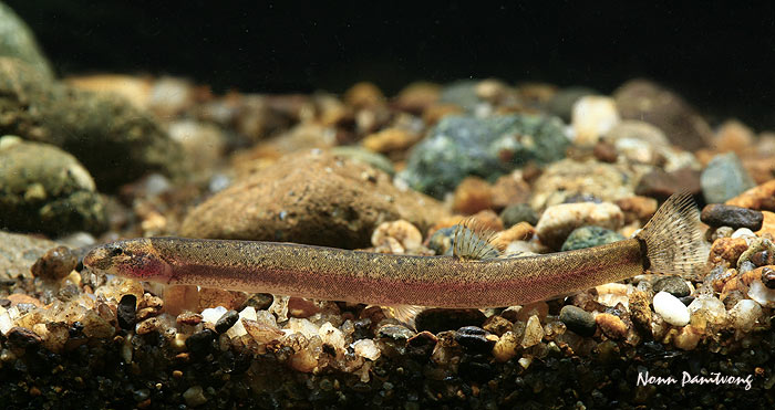 Specimen from Thailand.