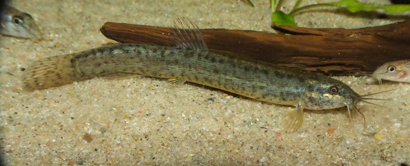 Female individual.