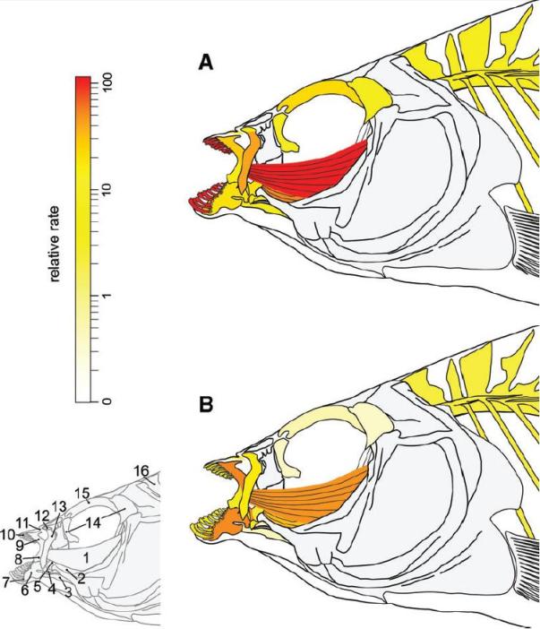 Pupfish 'heat map' taken from Martin and Wainwright (2011). Colours indicate the rate of morphological diversification in (A) Lake Chichancanab and (B) San Salvador relative to other cyprinodontids. Numbers refer to the 16 traits measured