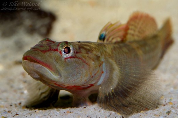 Many aquarium fishes are maintained under conditions they would never experience in nature