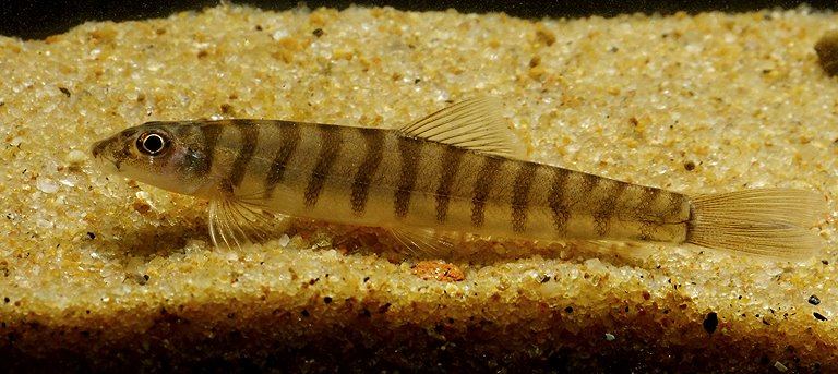 Specimen from the Torsa River, Cooch Behar district, West Bengal state, India.