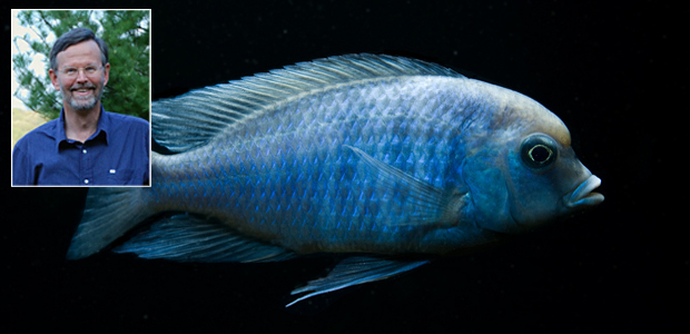 Cyrtocara moorii is one of over 400 cichlid species described from Lake Malawi to date